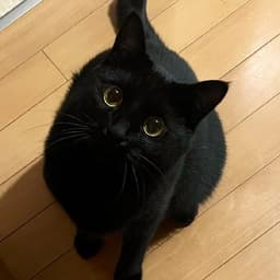 佐藤 葵のプロフィール画像
